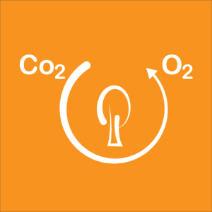 Photosynthesis Quiz Trivia